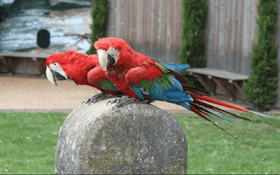 Burung Macaw Greenwing