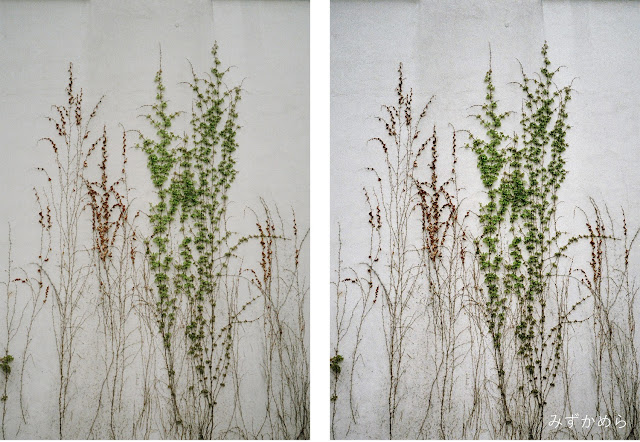 PEN EE-3、Kodak、壁つたう草