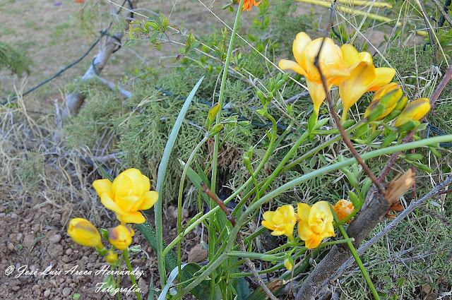 Crocus chrysanthus