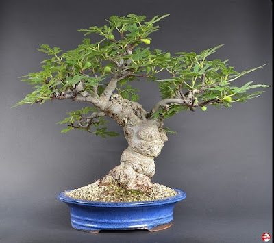 Bonsai Pohon Buah Tin