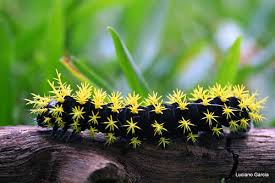 As lagartas peludas são conhecidas também como lagarta-de-fogo, taturana, bicho-que-queima, bicho-cabeludo, mandruvá e outros nomes.  São insetos em fase de larva, que se transformarão em mariposas ou borboletas.