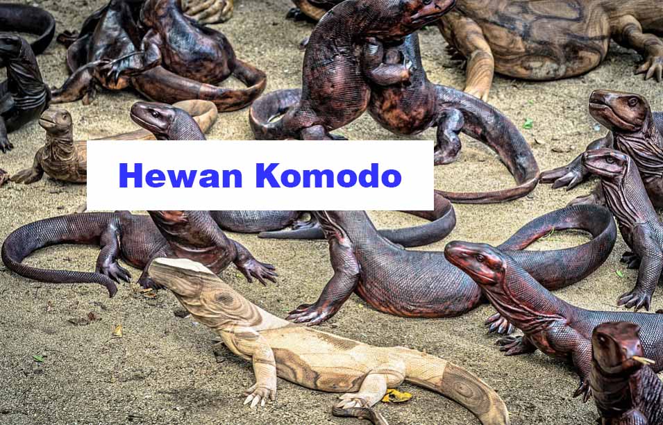  Hewan  Komodo  Jenis Manfaat dan Bahaya Memeliharanya 