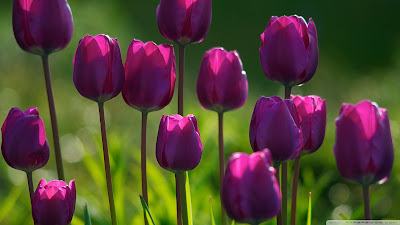 Tulips HD Wallpapers