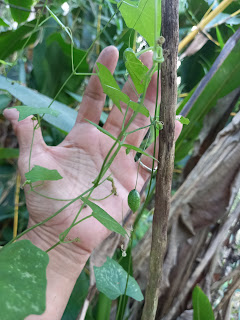 Eine hinter die Minigurke gehaltene Hand, zeigt die Größe der Frucht