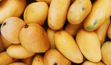 Mangoes in india