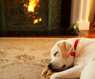 Golden Labrador dog asleep on a rug in front of a fire