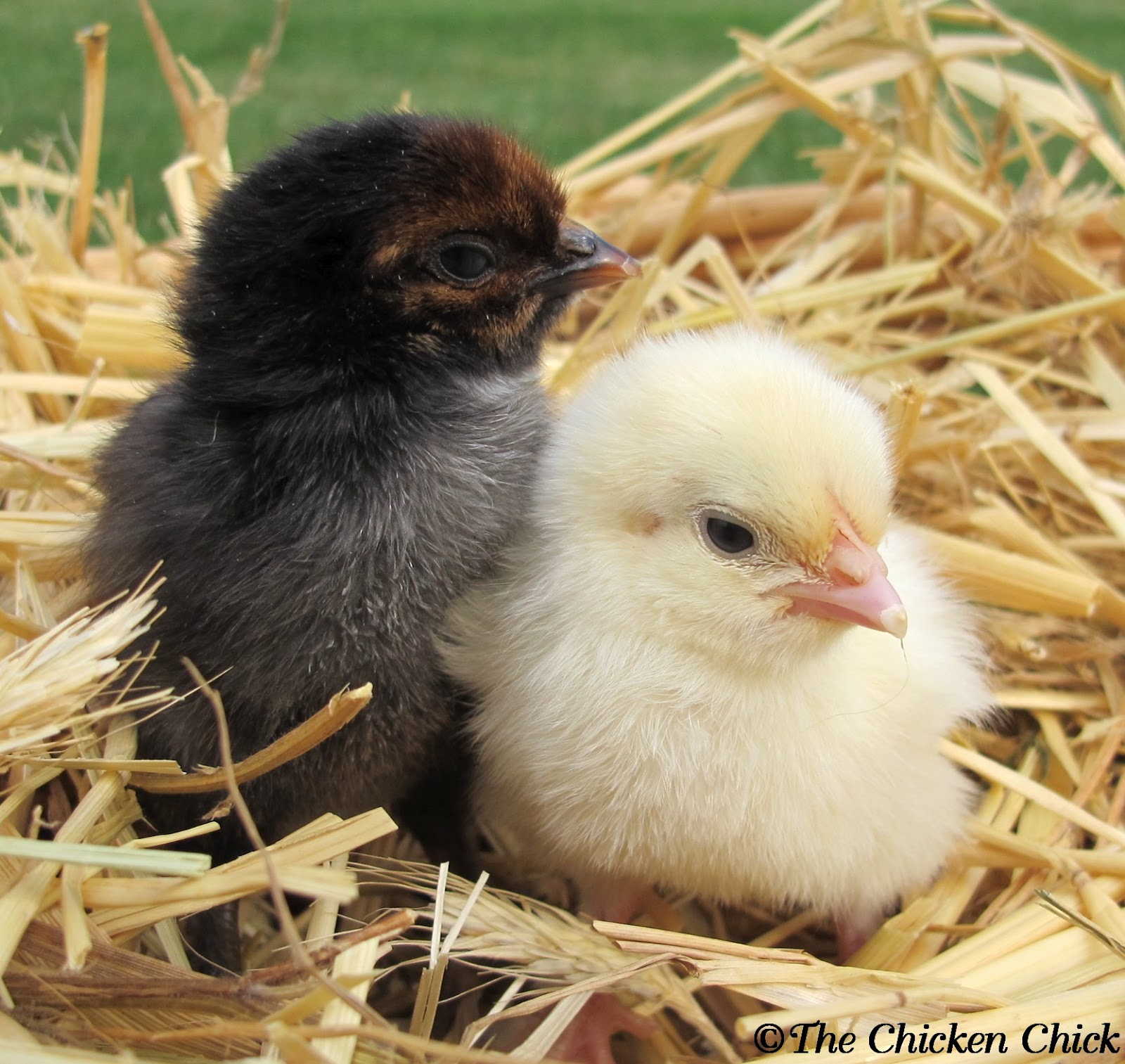 My Favorite Photos of Baby Chicks | The Chicken Chick®