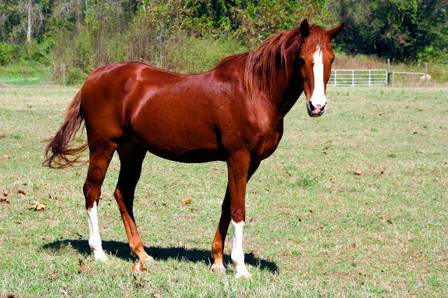 Beautiful Brown Horse Wallpapers