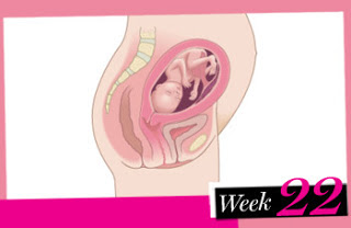 sự phát triển của thai nhi 22 tuần tuổi
