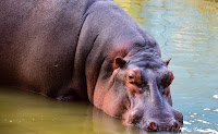 Hippo at Bannerghatta National Park, #traveldiary1234