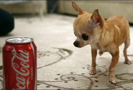 Cute dog playing with Cocacola tin