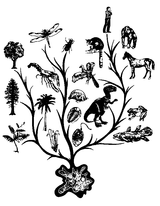 teoria de la evolucion. la teoría de la evolución