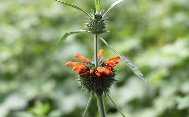 Lions Ear Flowers Pictures