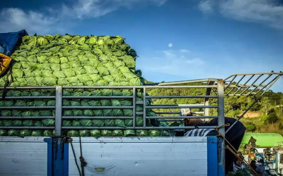 Vegetable Produce being Stacked Trading Post La Trinidad Benguet Cordillera Administrative Region Philippines