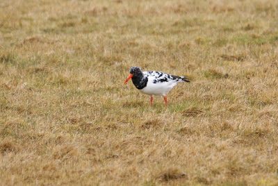 Scholekster - Strânljip - Haematopus ostralegus