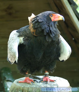 Aigle bateleur - Terathopius ecaudatus