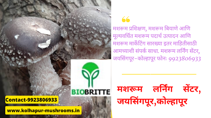 Mushroom training center in Sangli , maharashtra | Starting a Mushroom Farming Business | Learn to do mushroom business at home |