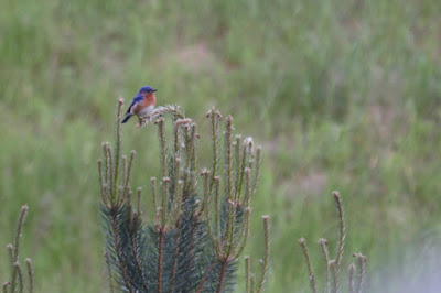 male bluebird on pine candle