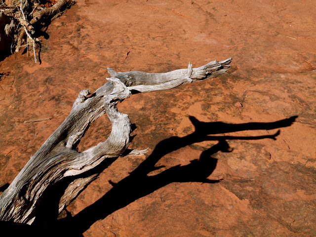 Bell Rock driftwood in Sedona