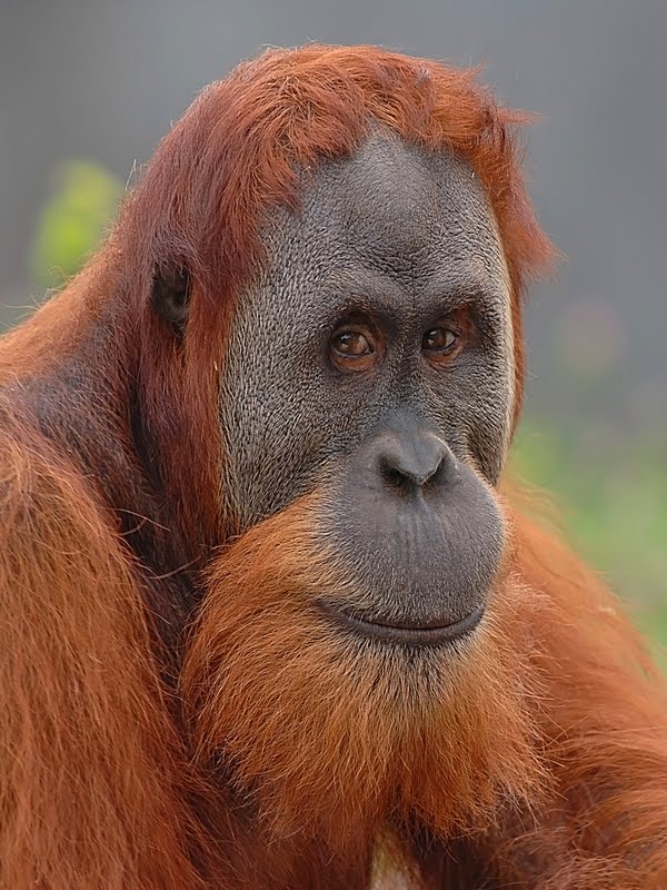 Bigfoot News Bigfoot Lunch Club orangutan 