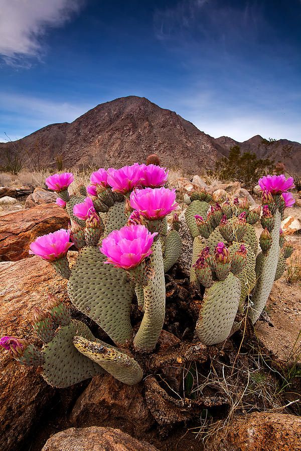 ✯ A Beavertail cactus in Henderson Canyon - CA