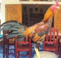 cock picture with good gamecock rooster