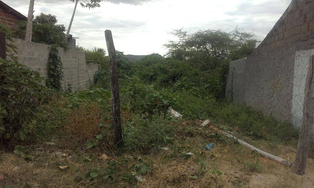 Olho D'Água do Casado: Moradores reclamam de matos alto em terrenos baldios 