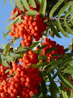 Sorbus aucuparia