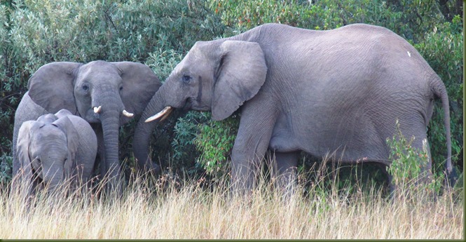 elephant family