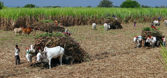 Sugarcane-Cultivation-and-Production-Statistics