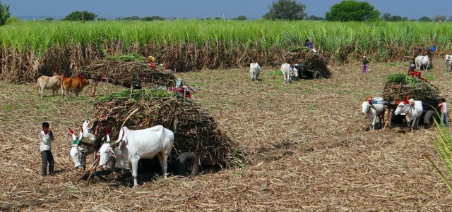 Sugarcane Cultivation and Production Statistics