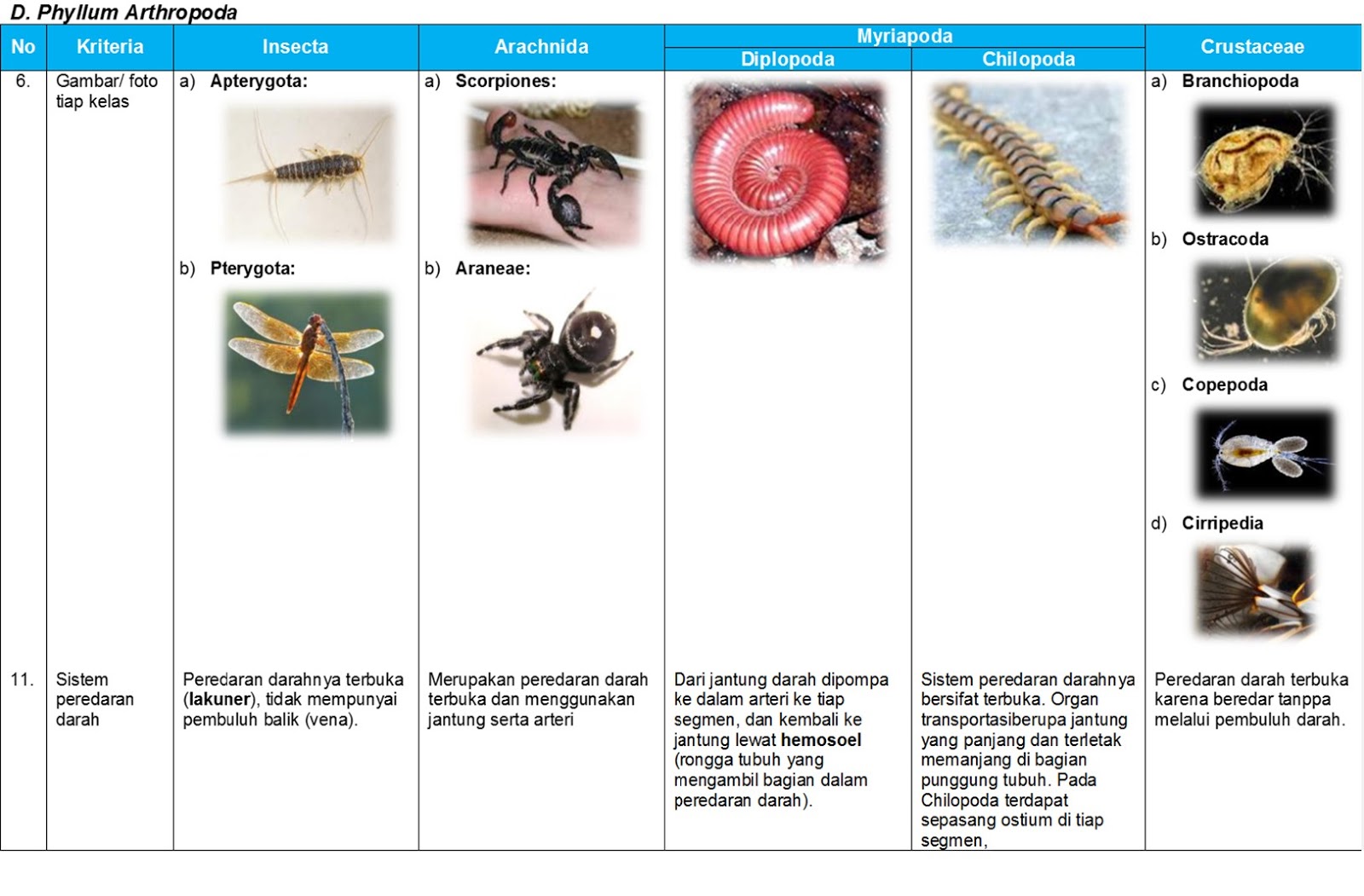 Sistem Sirkulasi Vertebrata  dan  Invertebrata  Skypiea