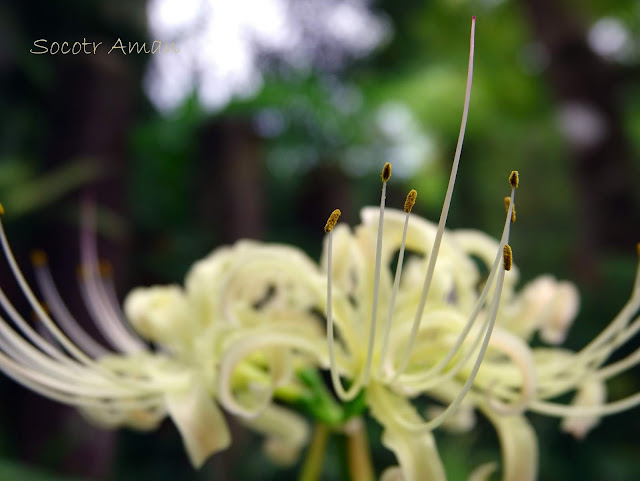 Lycoris radiata