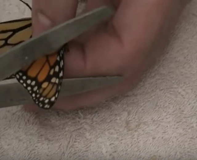 It Looked Like Hope Was Lost For This Butterfly, But Check Out What This Guy Did For It - Strange world