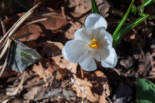 [Iridaceae] Crocus sp. likely C. vernus