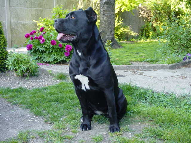 mastiff pitbull mix. mix Cane+corso+mastiff+pit