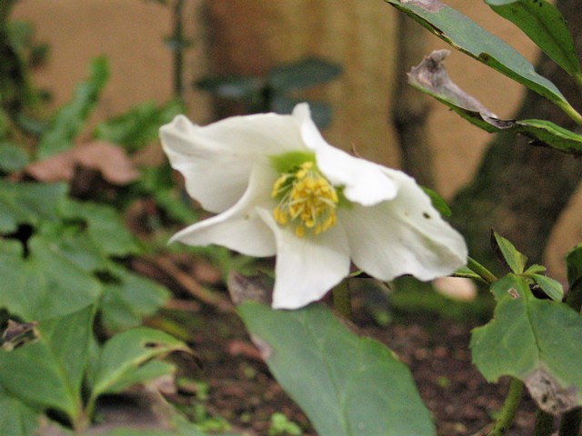 spring planting - hellebore