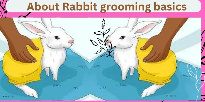 About Rabbit grooming basics