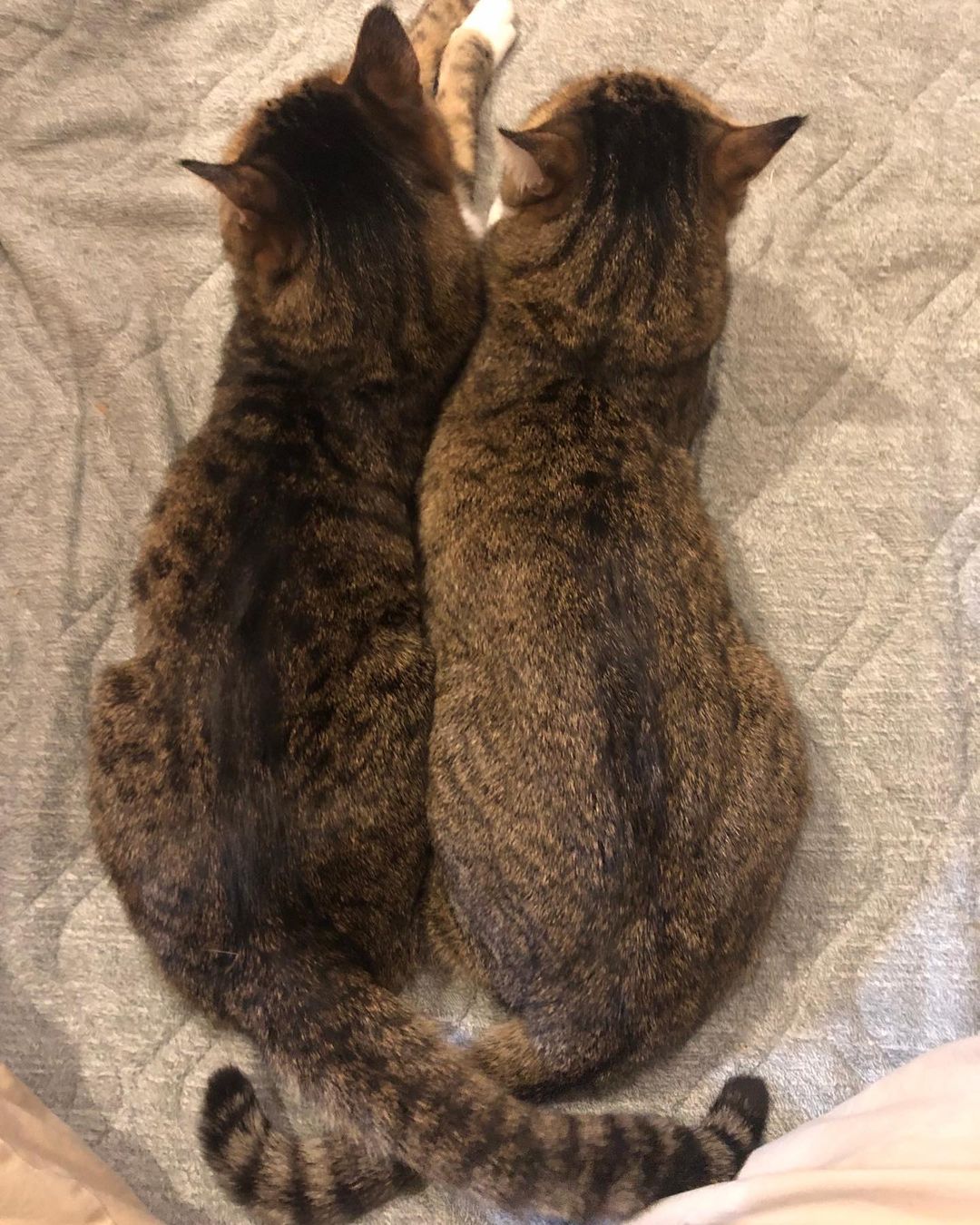 Twin cats