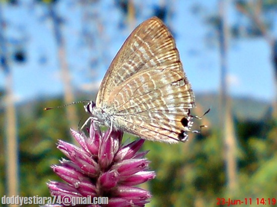 The Peablue, Pea Blue, or Long-tailed Blue (Lampides boeticus) 1