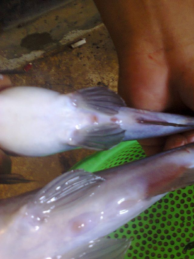 Ciri - Ciri Induk Ikan Baung Matang Gonad