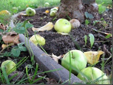 Mogna Äpple ramlar av dags att skörda plocka (1) Mogna Äpple ramlar av dags att skörda plocka (1)