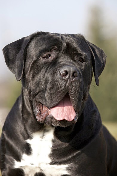 Top 5 Most Of Protective Dog Breeds