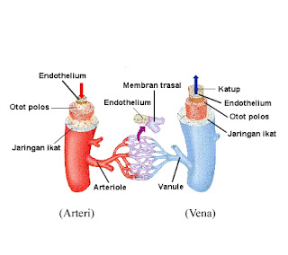 Anatomi Pembuluh Darah