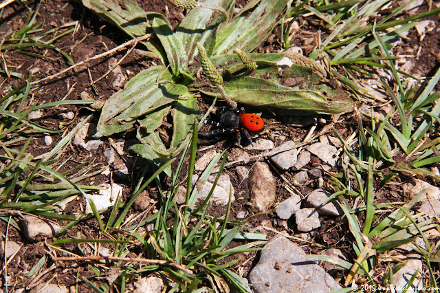 Eresus kollari, observé à Réallon, Haute Alpes cet été (C) Greg Clouzeau