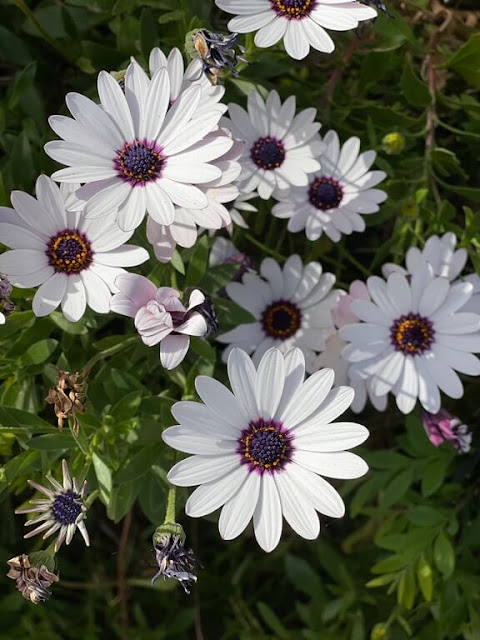 Margarida-do-cabo ou Margarida-Africana (Osteospermum ecklonis)