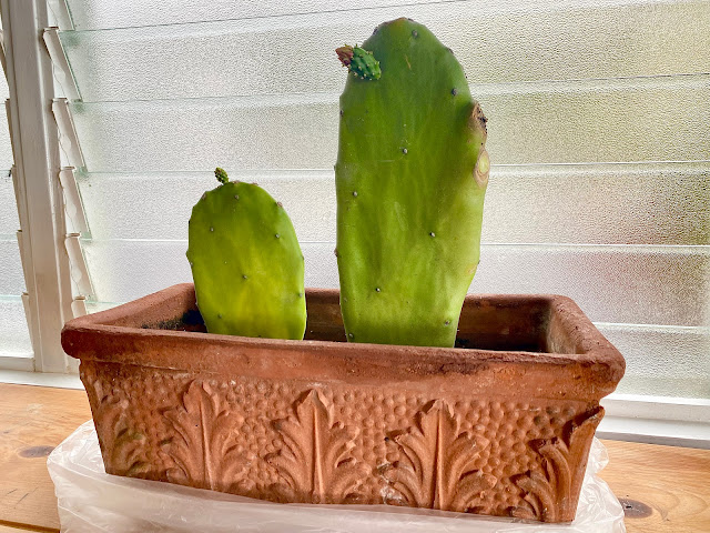 Planted cactus paddle in terracotta pot
