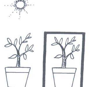 コンプリート！ 屋外 植物 289071