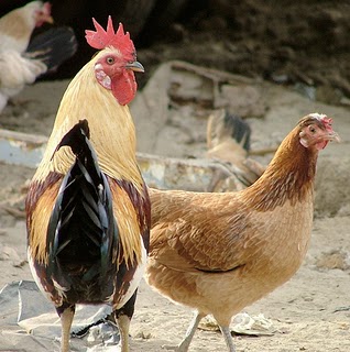 CaraMemilih Indukan Ayam  KampungYang Baik Jual Puyuh 