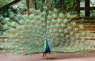 Pavo real con sus plumas desplegadas